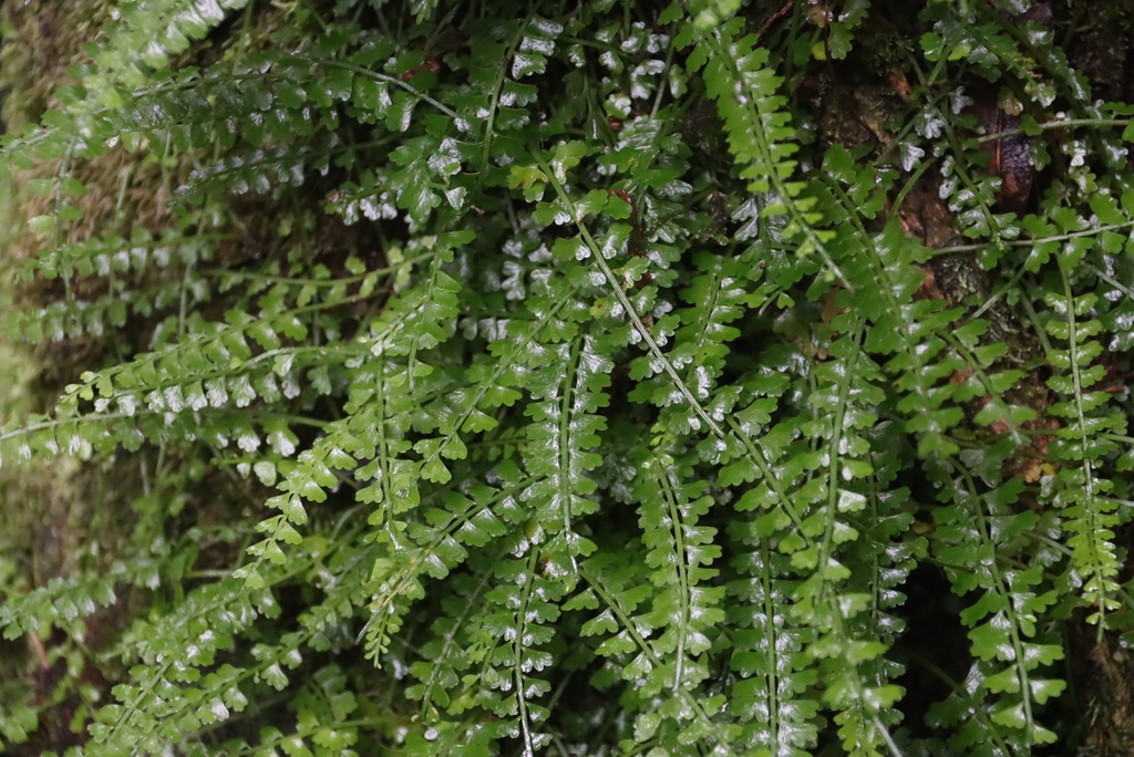 Asplenium sandersonii; photograph (c) Tony Rebelo, some rights reserved (CC BY-SA)