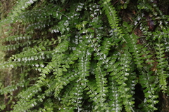 Asplenium sandersonii