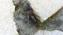 Gryllotalpa krimbasi