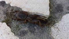 Gryllotalpa krimbasi