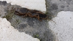 Gryllotalpa krimbasi