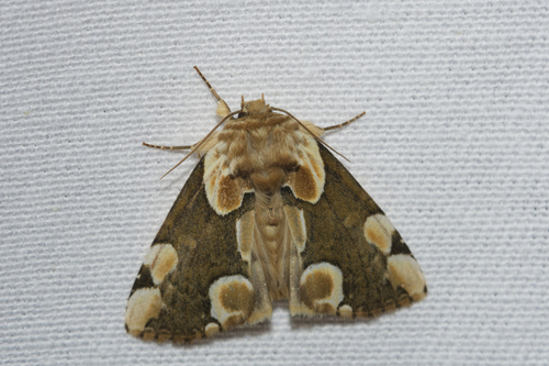 Thyatira batis