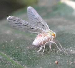 Derbidae