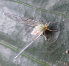 Derbidae