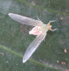 Derbidae