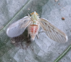 Derbidae