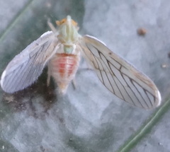 Derbidae