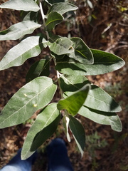 Elaeagnaceae
