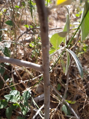 Elaeagnaceae