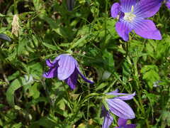 Campanula ramosissima