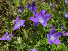 Campanula ramosissima
