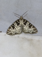 Eustroma reticulata