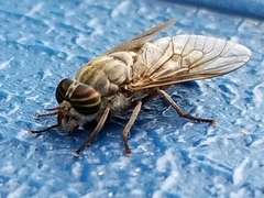 Hybomitra microcephala