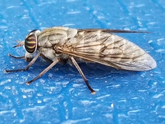 Hybomitra microcephala