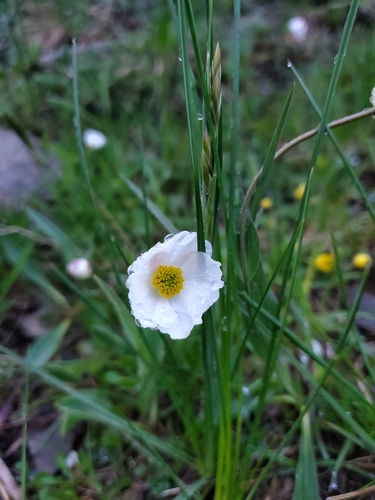 Ranunculus amplexicaulis, photograph 6