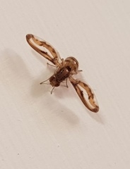 Toxonevra muliebris