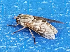 Hybomitra microcephala