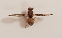 Toxonevra muliebris