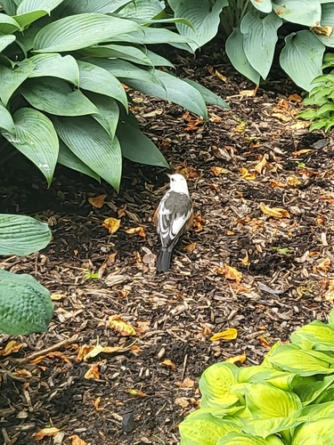 American Robin photographed in Missouri