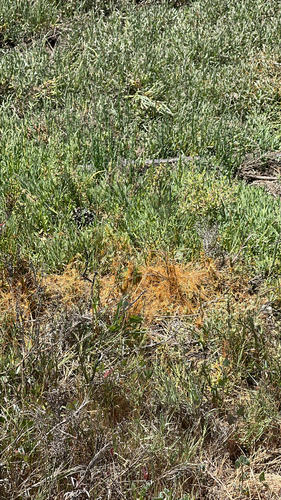 iNaturalist observation photo of Pacific goldenthread