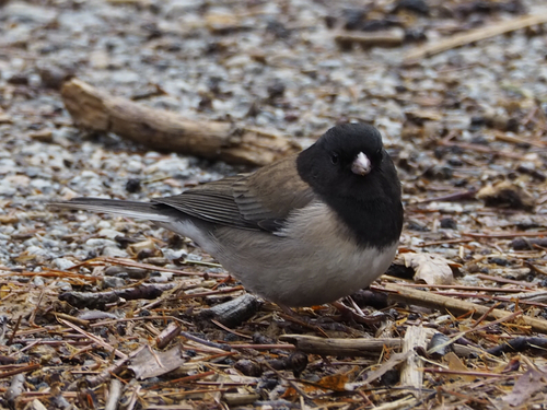 iNaturalist observation photo of Dark-eyed Junco
