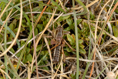 Anonconotus sibyllinus