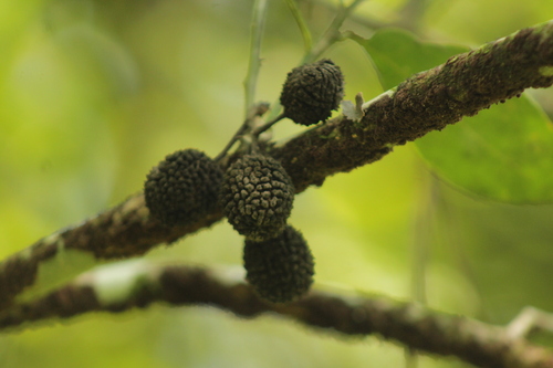 Guazuma ulmifolia - Whole tree