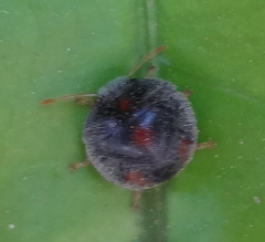Heteroptera
