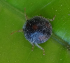 Heteroptera