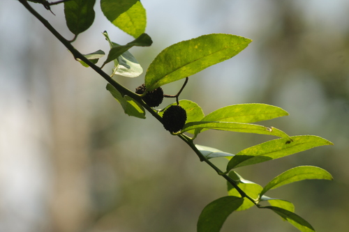 Guazuma ulmifolia - Leaves