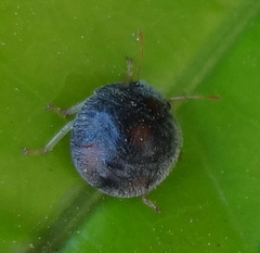 Heteroptera