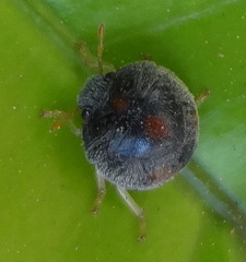 Heteroptera