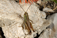 Stenobothrus apenninus