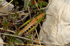 Stenobothrus apenninus