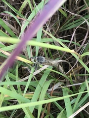 Promachus vertebratus