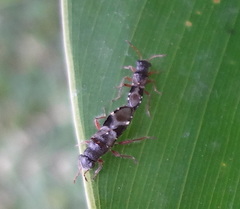 Heteroptera