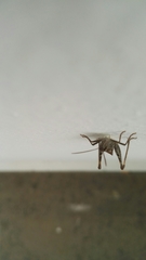 Chorthippus brunneus