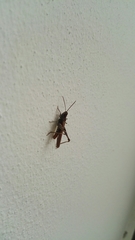 Chorthippus brunneus