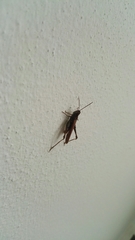 Chorthippus brunneus