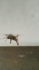 Chorthippus brunneus