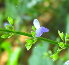 Salvia languidula
