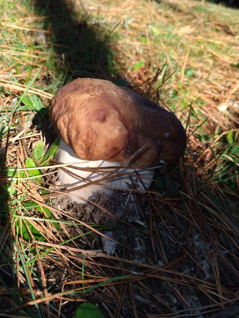Boletus edulis · May 2025 · photo: © robert42956 (iNaturalist, CC)