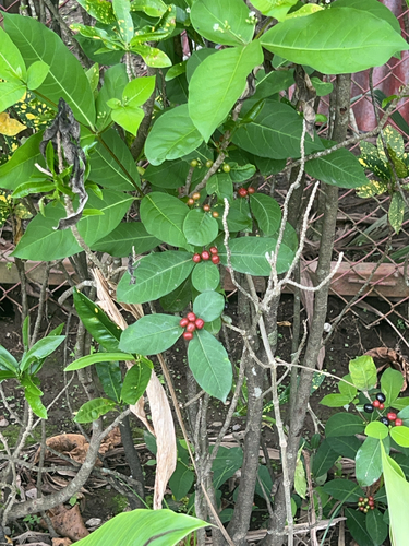Rauvolfia tetraphylla - Whole tree