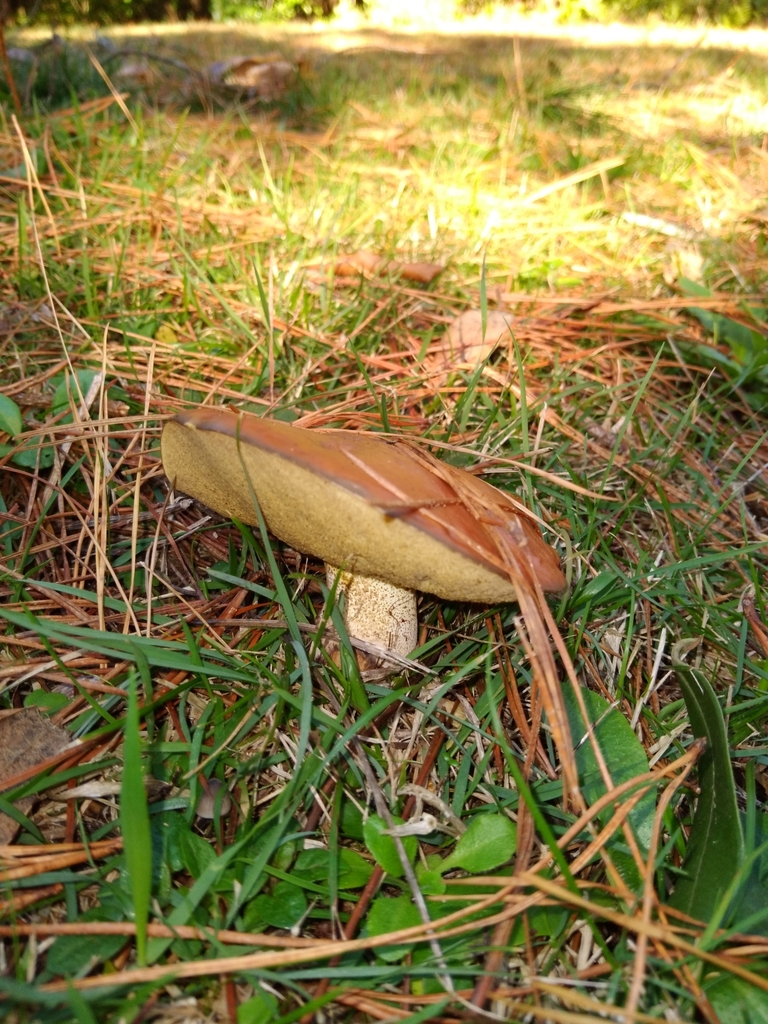 Suillus granulatus · May 2025 · photo: © robert42956 (iNaturalist, CC)