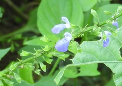 Salvia languidula