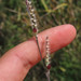 Hairy Cupgrass - Photo (c) Cassi, some rights reserved (CC BY-NC), uploaded by Cassi
