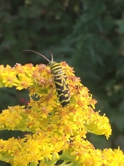 Megacyllene robiniae