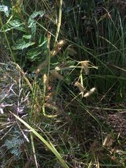Carex baileyi