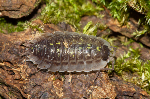 Porcellio spinipennis Budde-Lund, 1885