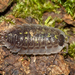Porcellio spinipennis - Photo 由 max06 所上傳的 (c) max06，保留部份權利CC BY-NC